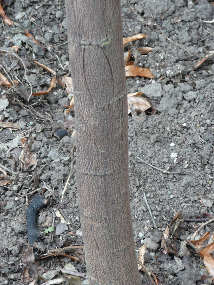 Trunk of Acacia baileyana