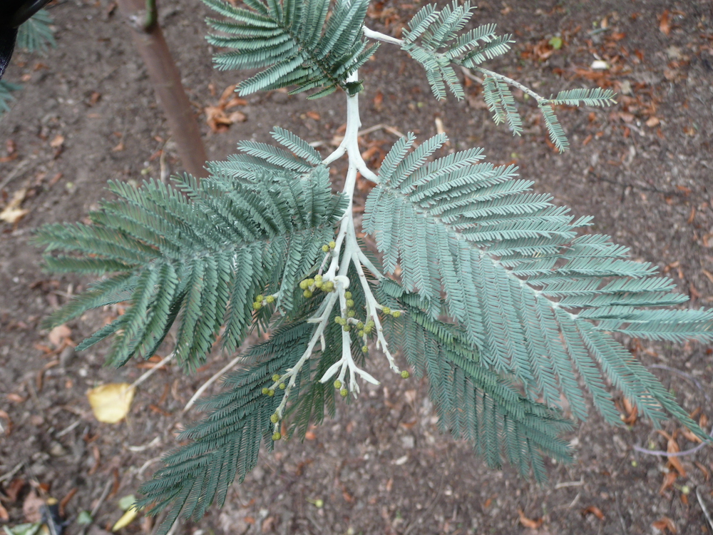 Leaves of Acacia baileyana