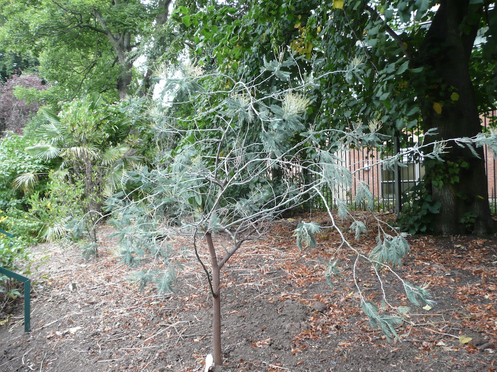 young tree in Belfast Botanic Gardens