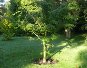 Acer maximowicii