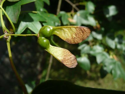 Acer monspessulanum seeds
