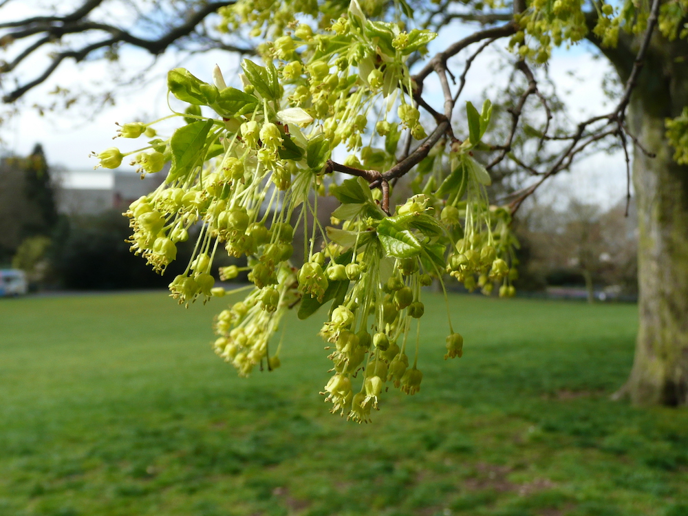 flowers of Montpellier maple