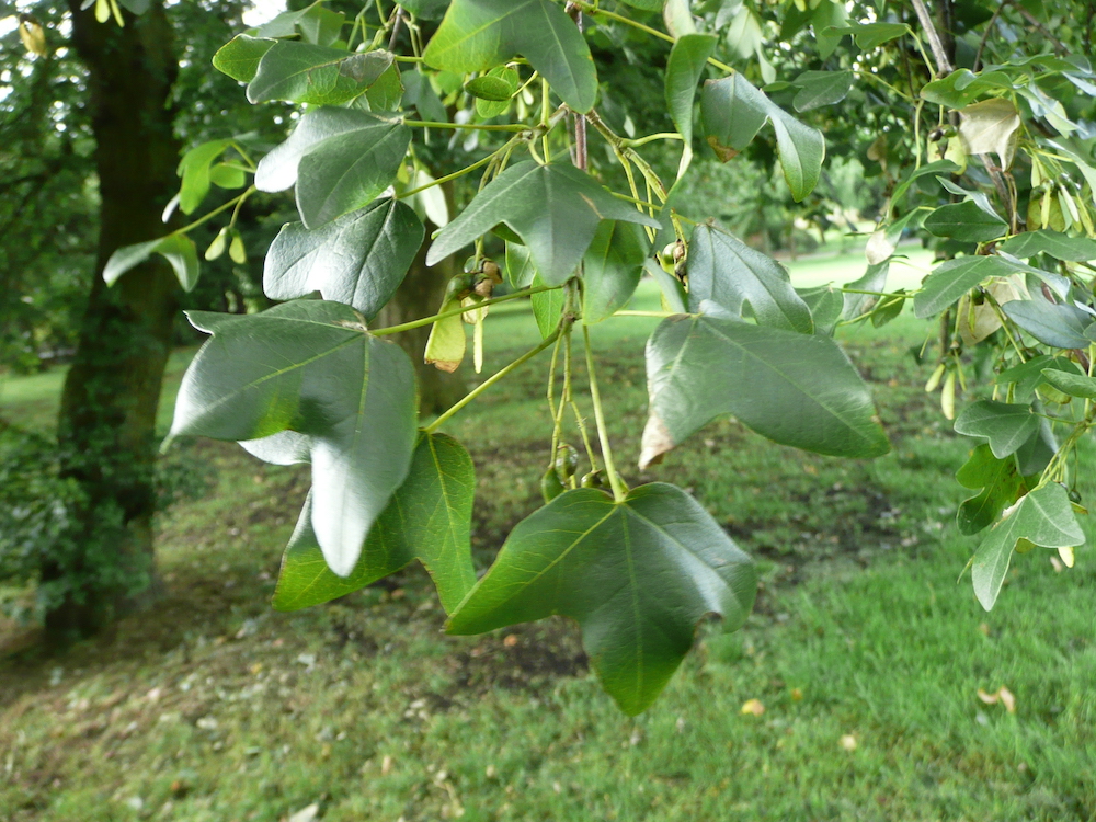 Acer monspessulanum leaves
