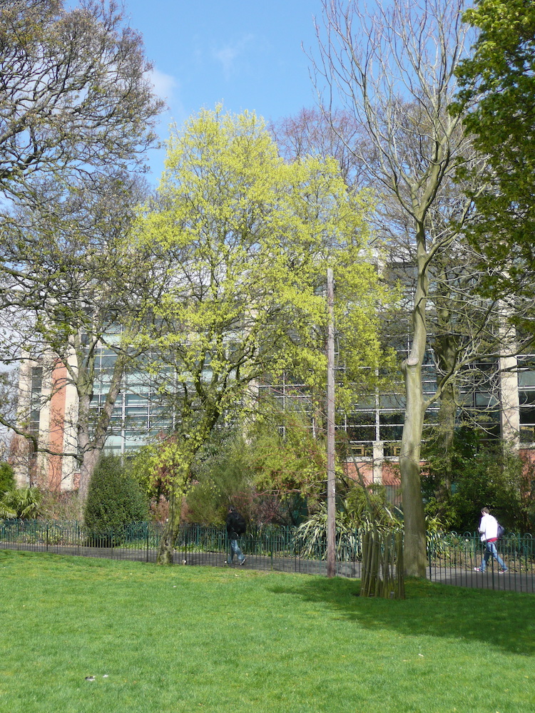 Acer monspessulanum in Belfast Botanic Gardens