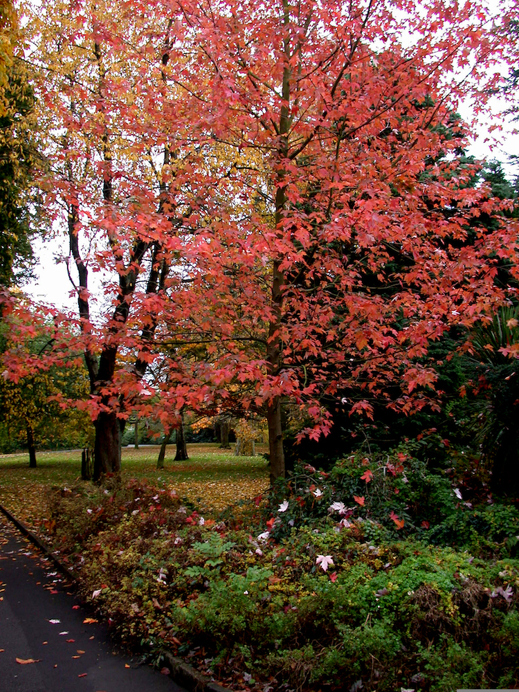 Acer x freeman in Belfast Botanic Gardens. Autumn