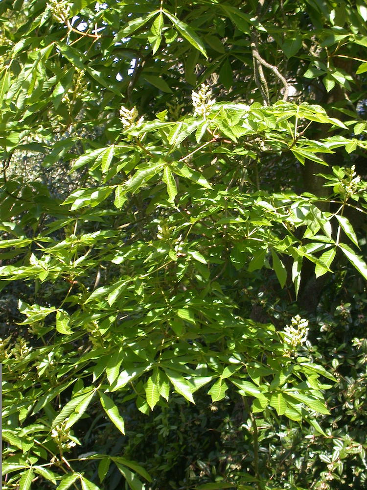 Aesculus flava branch