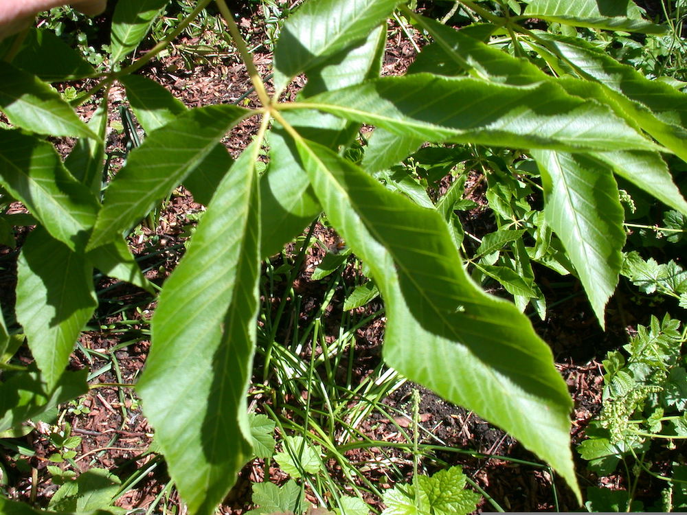 Leaves of Aesculus flava