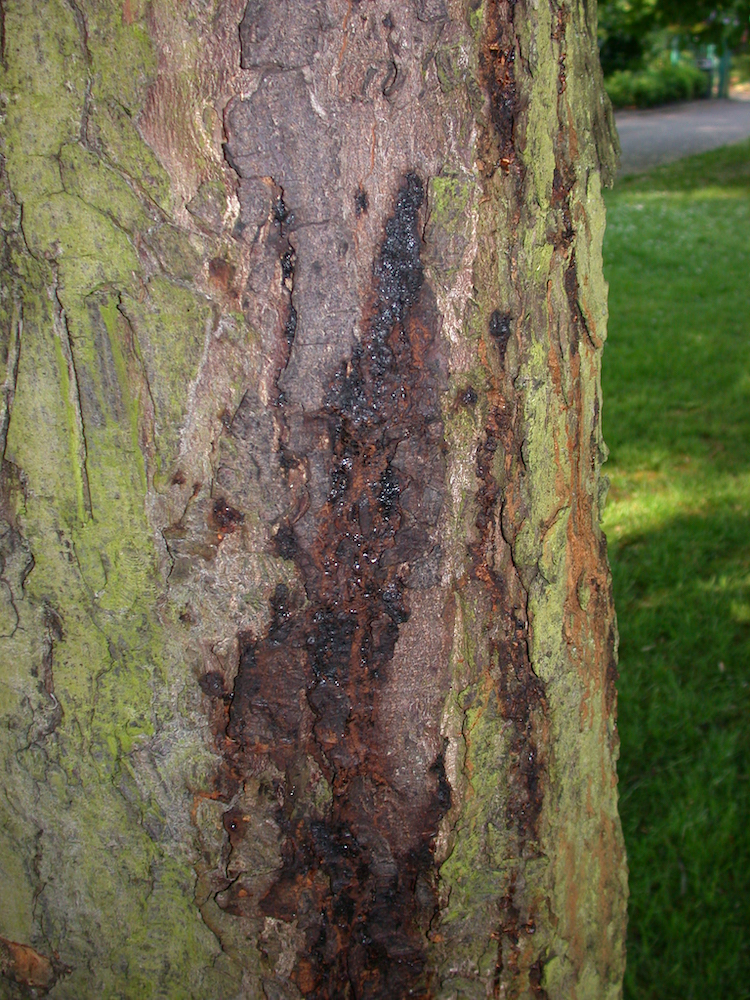 Bleeding canker on horse chestnut trunk