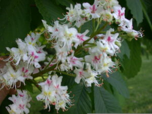 Aesculus hippocastanum flowers