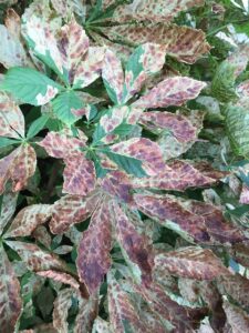 Leaf miner damage on horse chestnut