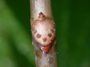 Horseshoe-shaped leaf scar on horse chestnut branch