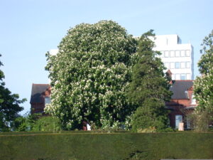 Aesculus hippocastanum