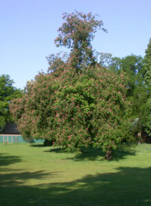 Red horse chestnuts