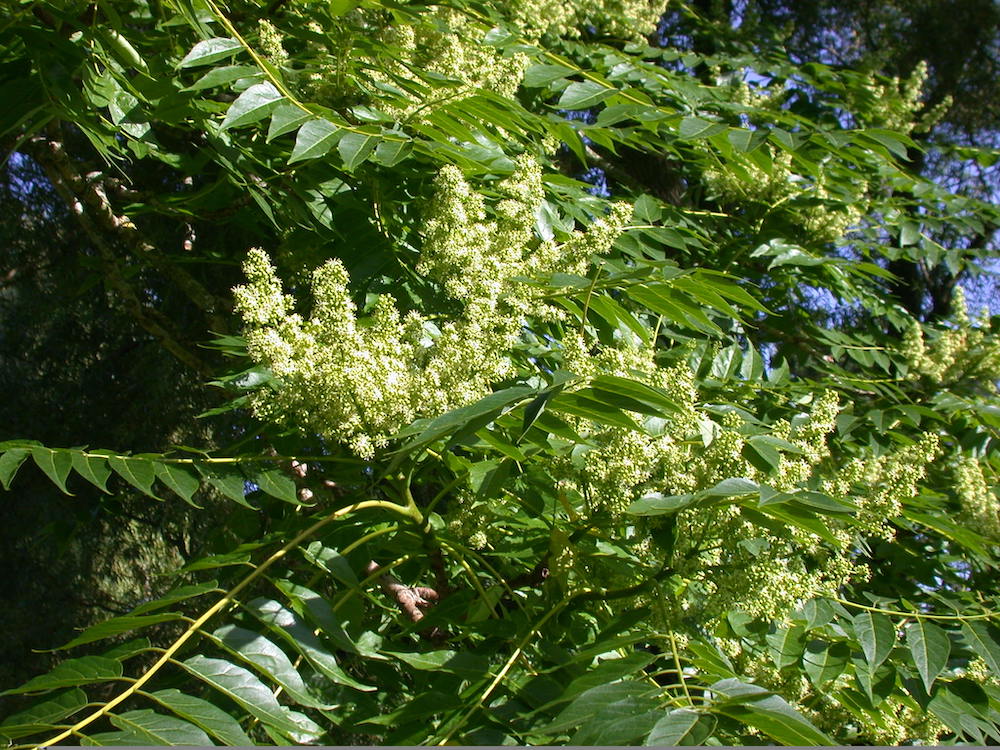 Flowering branch of Ailanthus altissimo
