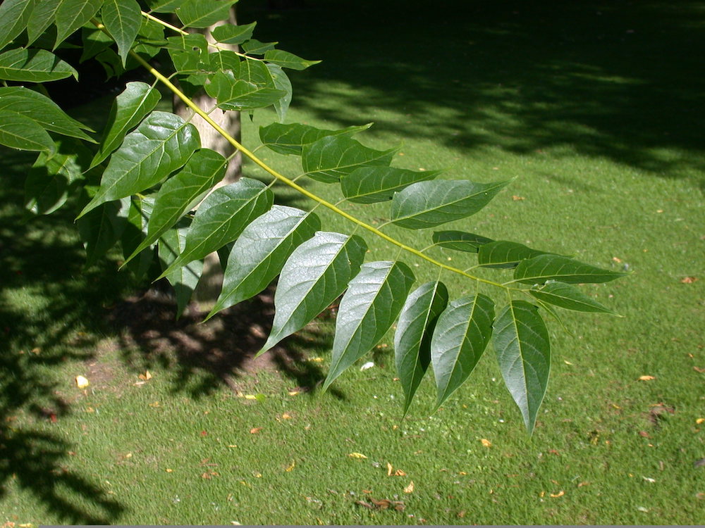 Young Ailanthus leaf