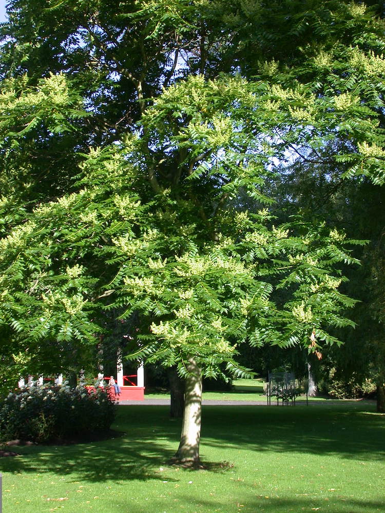 Young Ailanthus tree in Belfast Botanic Gardens