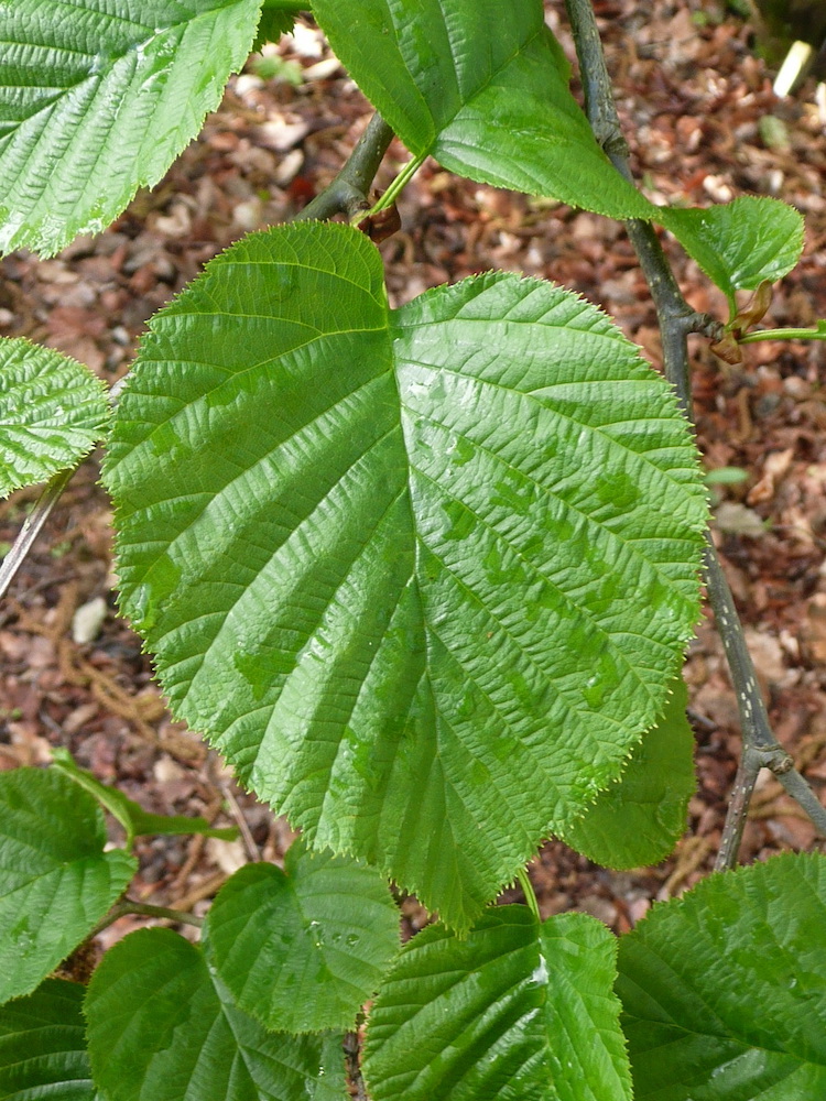 Alnus maximowicii leaves