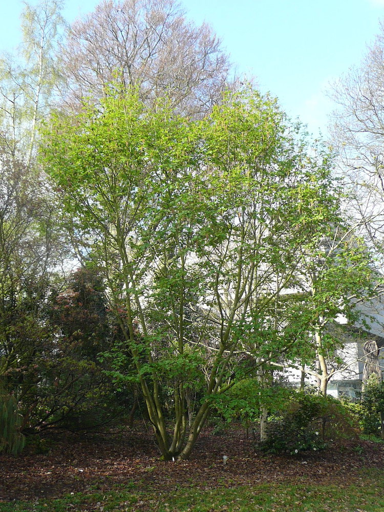 Alnus maximowicii in Belfast Botanic Gardens