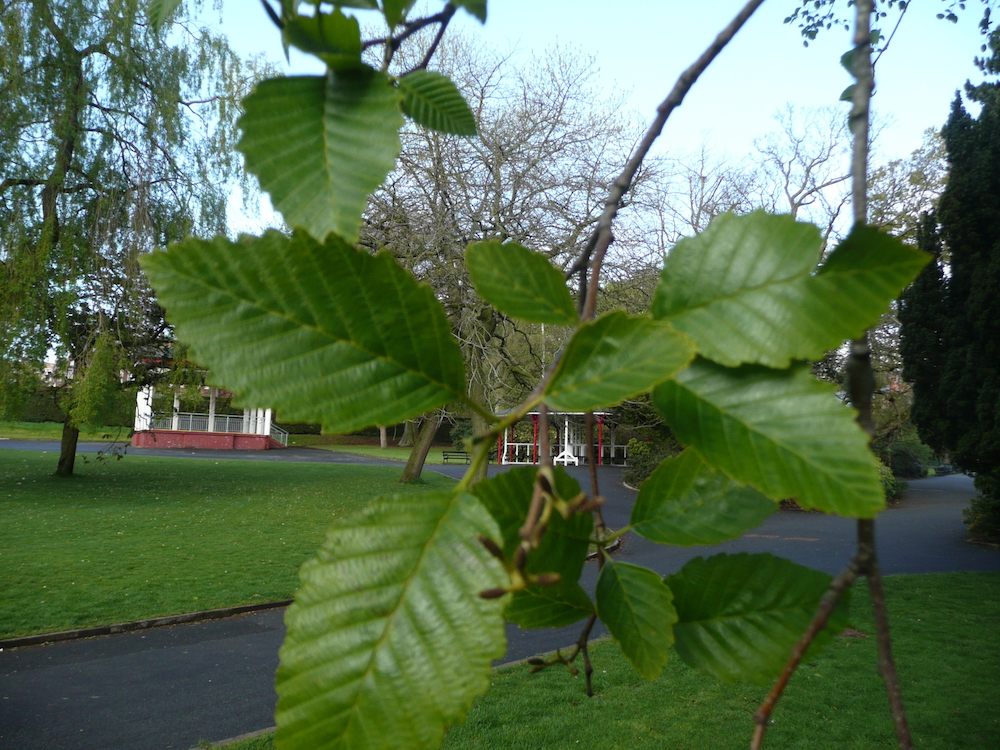Alnus rubra leaves