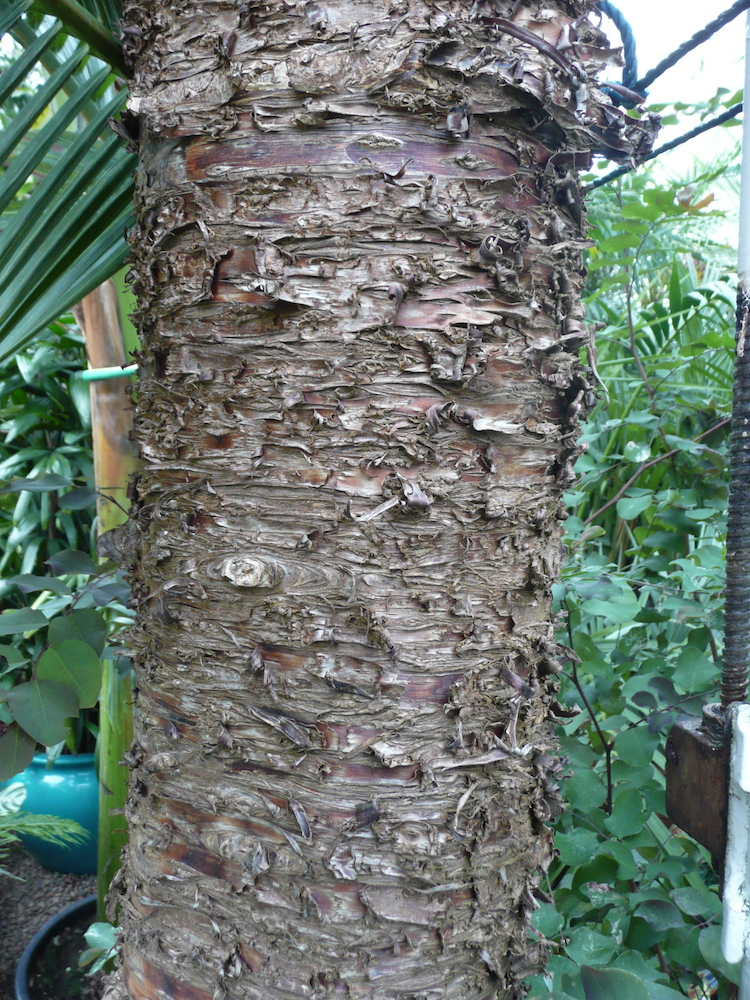 Bark of Araucaria cunninghamii