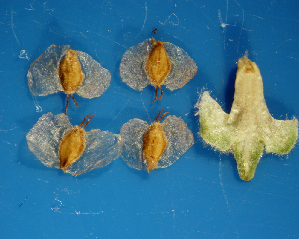Betula pubescens seeds