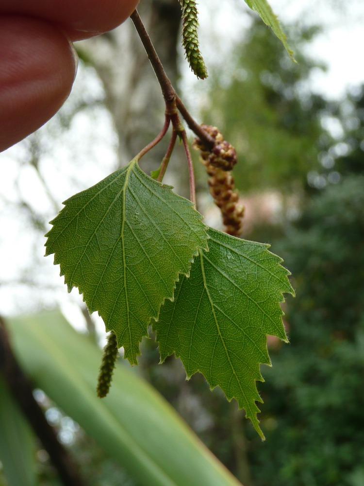 Betula pendula leaves