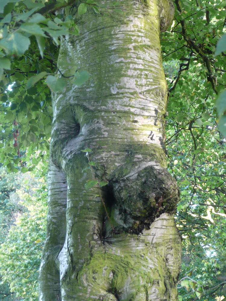 Betula pubescens bark