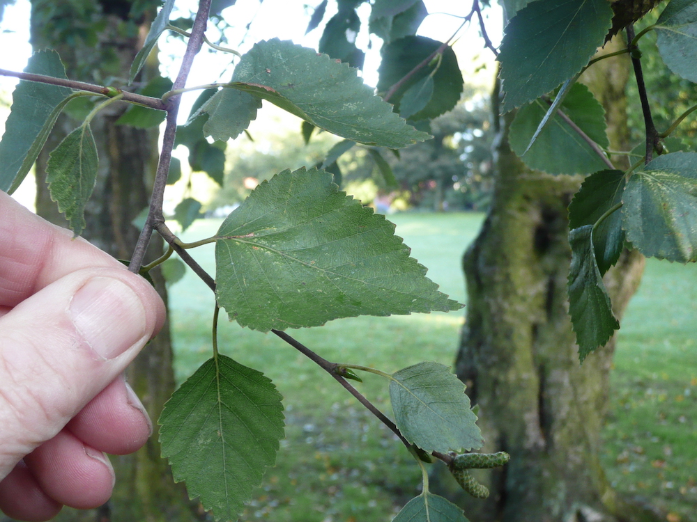 Betula pubescens leaf