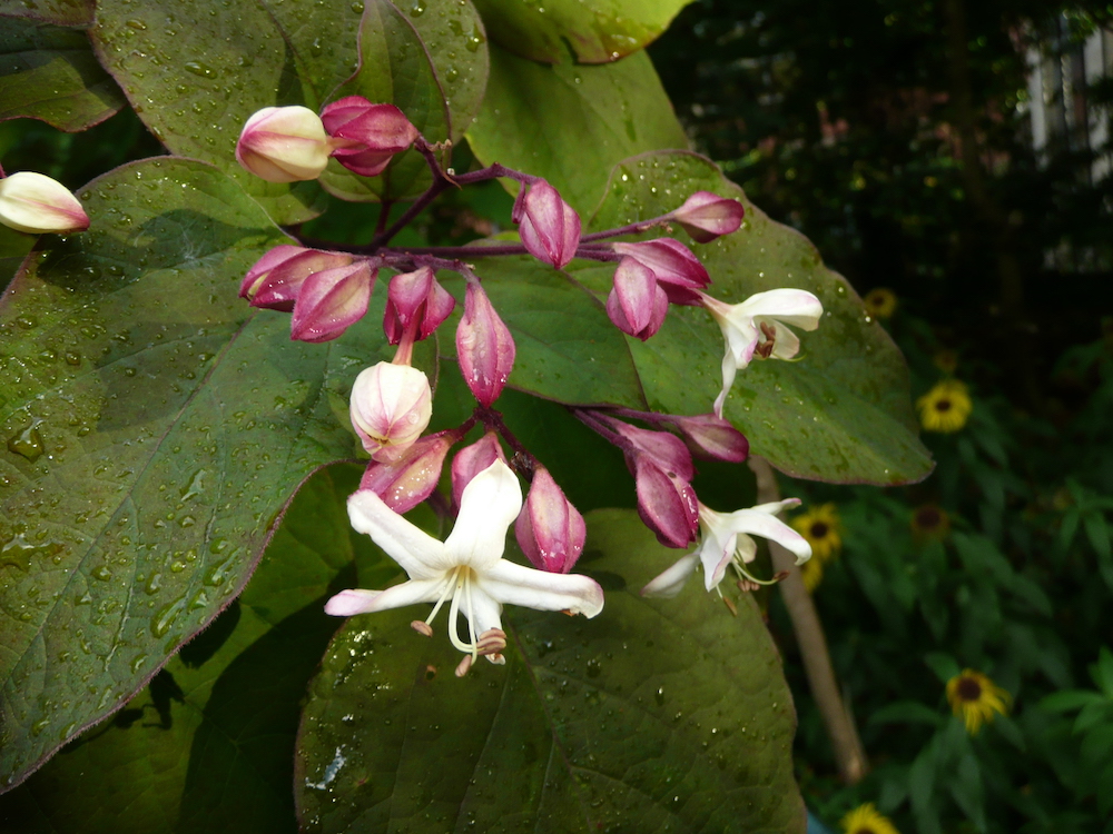 Flowers of Clerodendrum trichotomum