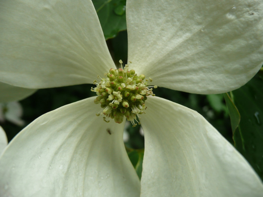Detail of true flowers, inside large white bracts