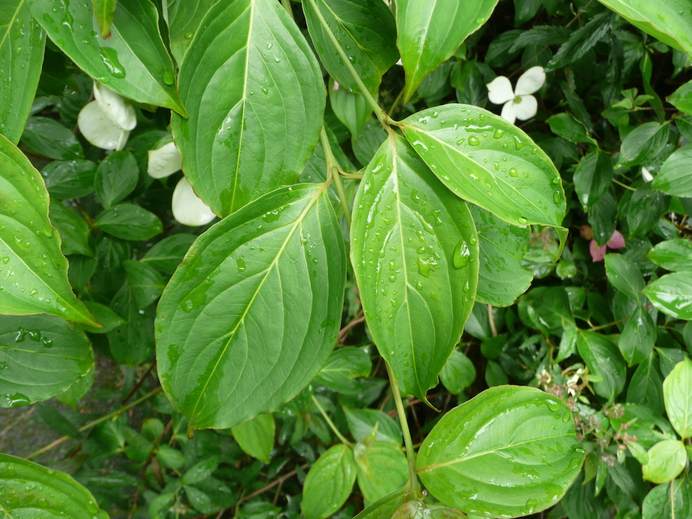 Leaf shape of Cornus kousa