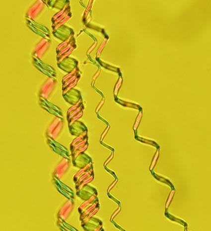 Threads from leaf of Cornus kousa, x400, polarised light