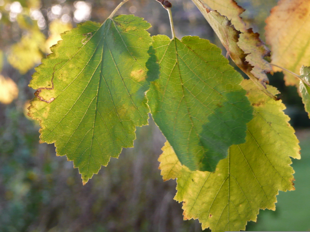 Corylus colurna leaf