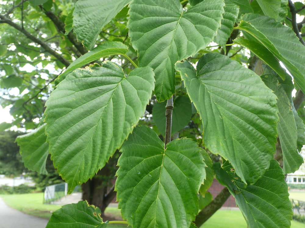 Davidia involucrata leaves