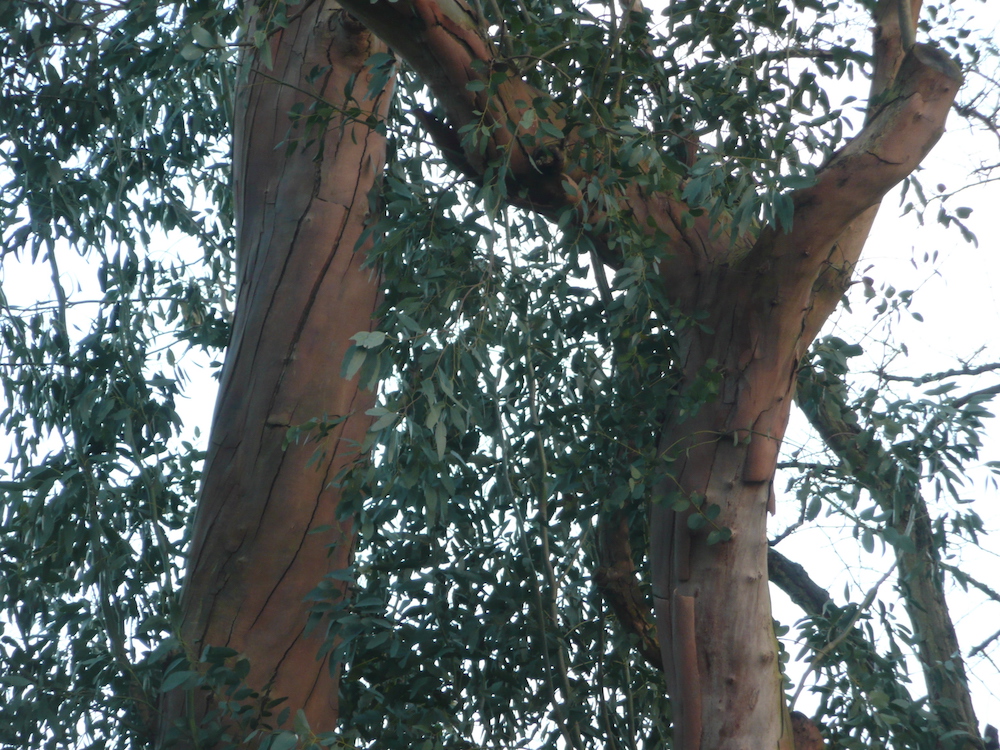 Bark of Eucalyptus gunnii