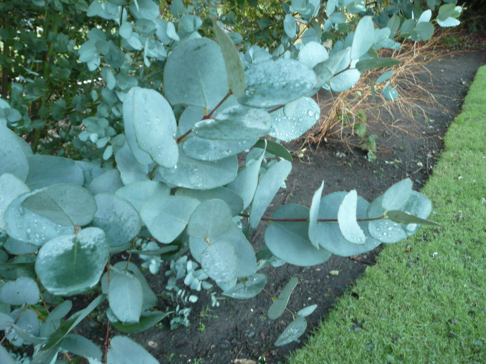 Juvenile foliage of Eucalyptus gunnii