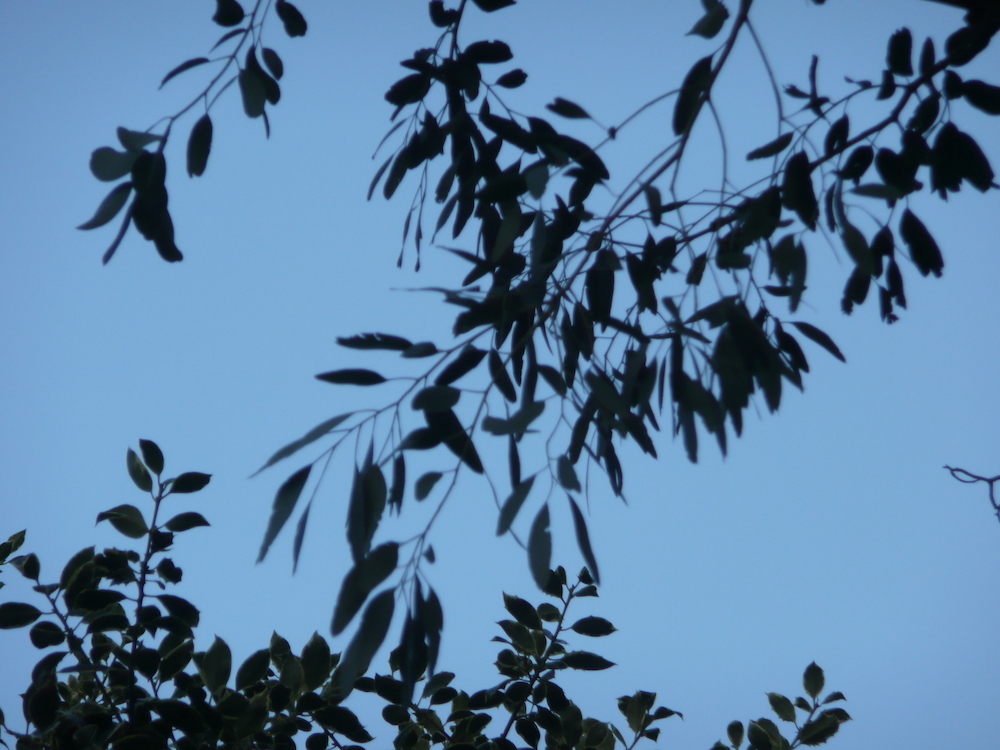 Adult foliage of Eucalyptus gunnii