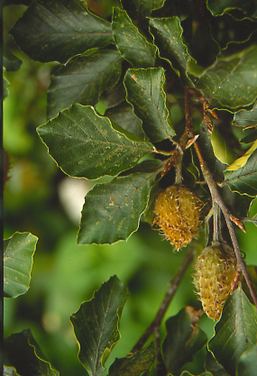 Fagus sylvatica fruit