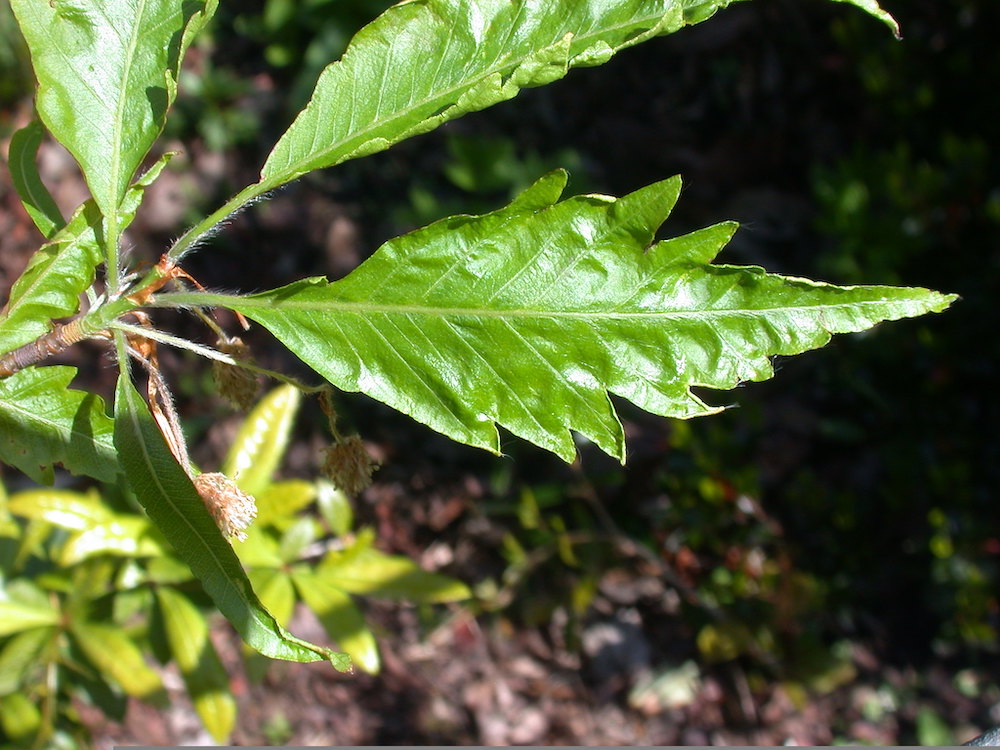 Typical leaf of fern-leaved beech