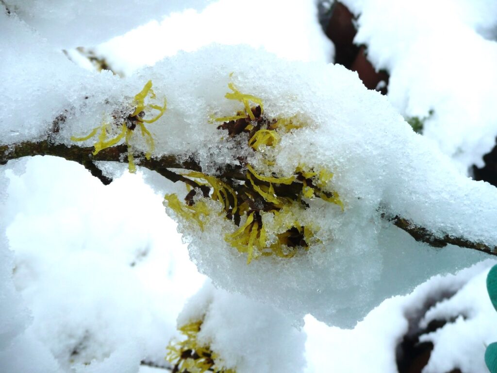 Hamamelis palida in snow