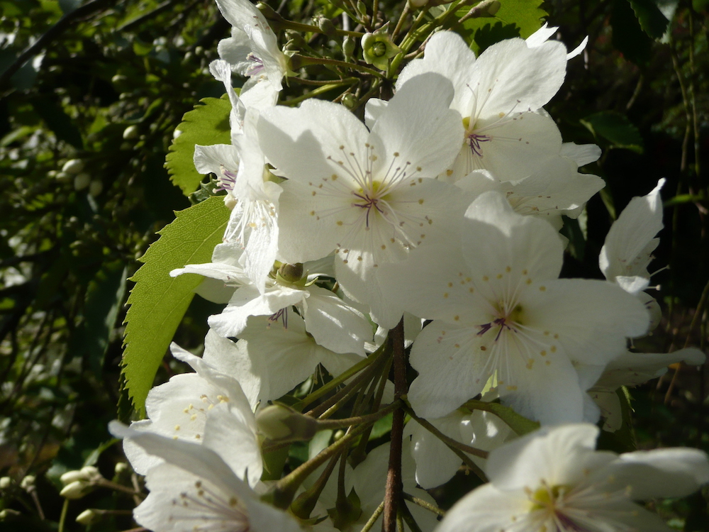 Hoheria 'Glory of Amlwch' flowers