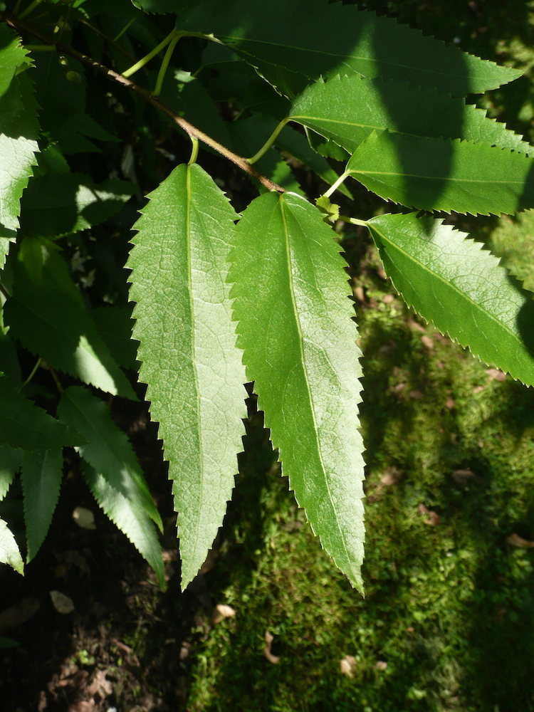 Hoheria 'Glory of Amlwch' leaf shape