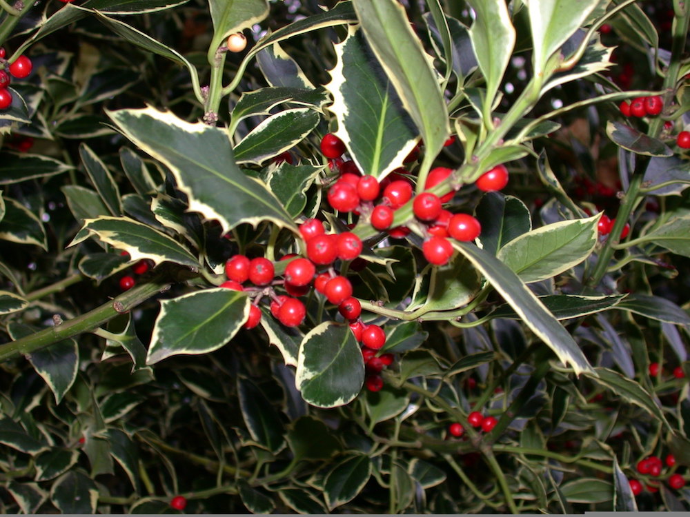 Silver variegated form of holly