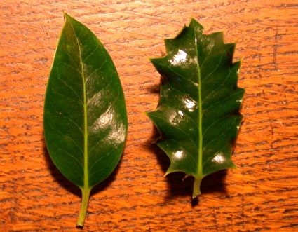Ilex leaf shape