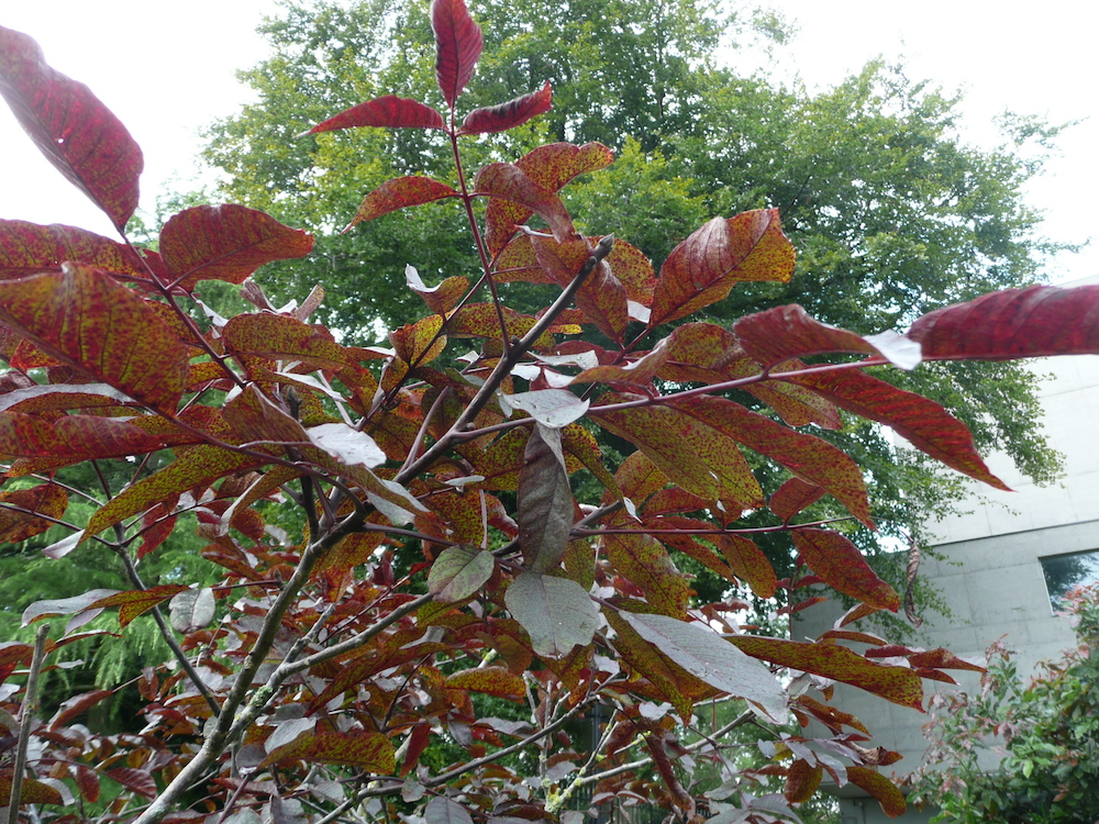 Juglans regia purpurea foliage
