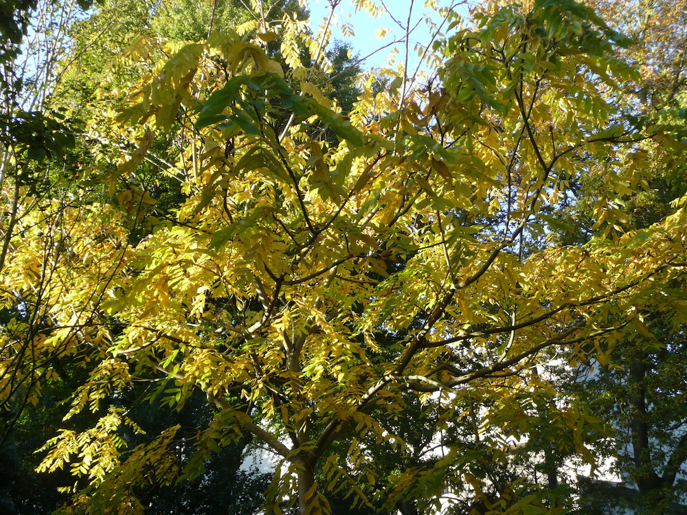 Autumn colour of Manchurian walnut