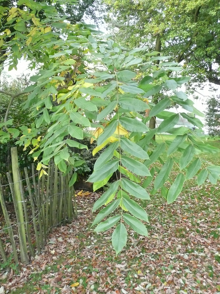  leaves of Manchurican walnut
