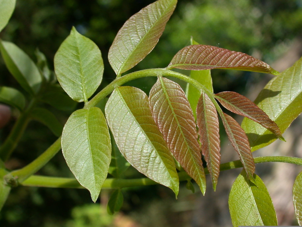 Juglans regia leaf