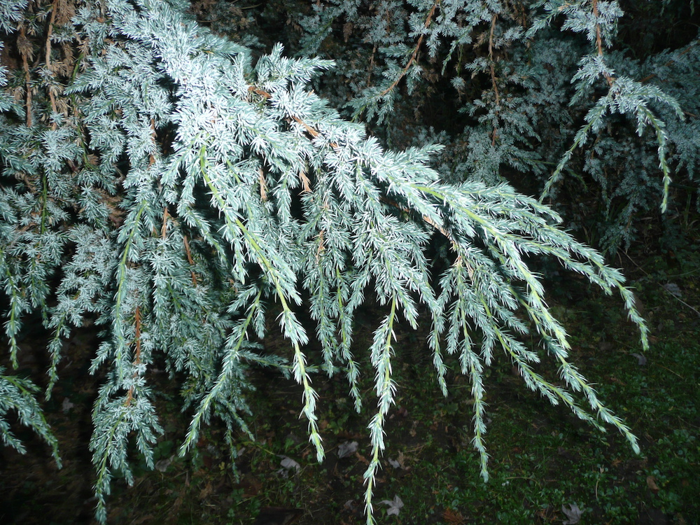 Branch of Juniperus sp.