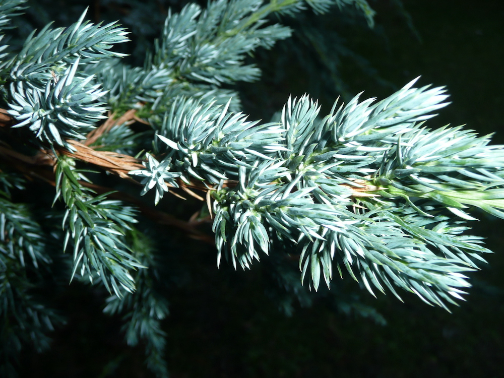 Leaves (needles) of Juniperus sp.